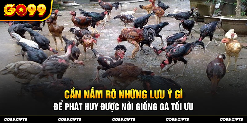 Cần nắm rõ những lưu ý gì để phát huy được nòi giống gà tối ưu