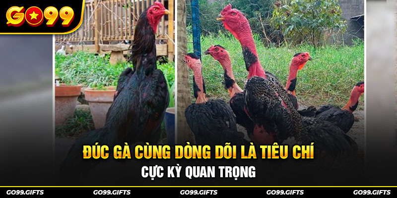 Đúc gà cùng dòng dõi là tiêu chí cực kỳ quan trọng