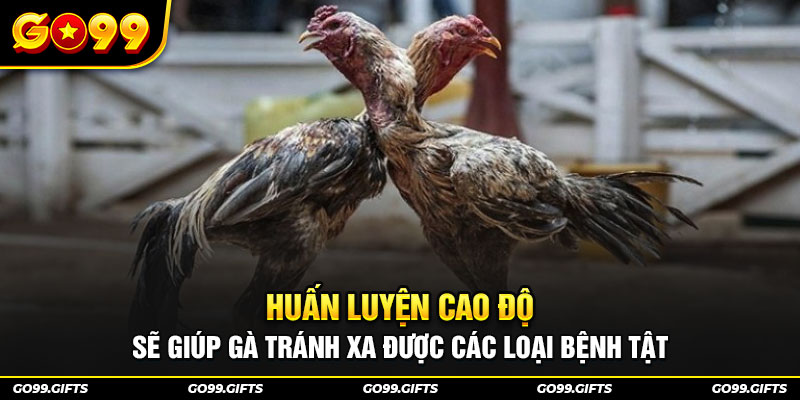 Huấn luyện cao độ sẽ giúp gà tránh xa được các loại bệnh tật