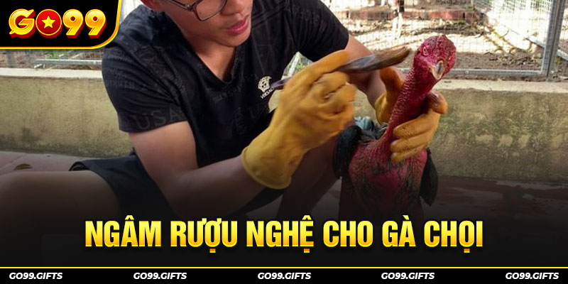 ngâm rượu nghệ cho gà chọi