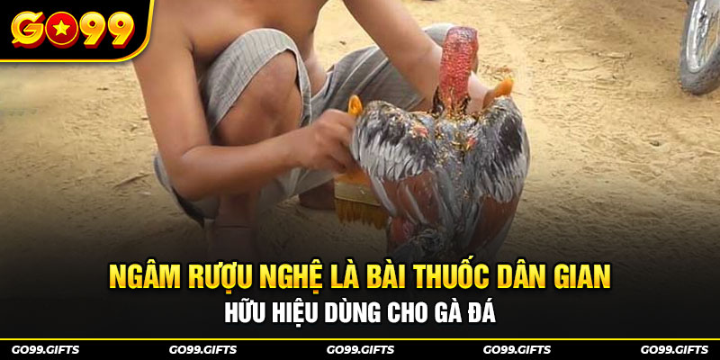 Ngâm rượu nghệ là bài thuốc dân gian hữu hiệu dùng cho gà đá