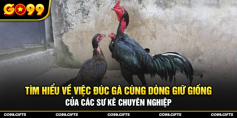 Tìm hiểu về việc đúc gà cùng dòng giữ giống của các sư kê chuyên nghiệp