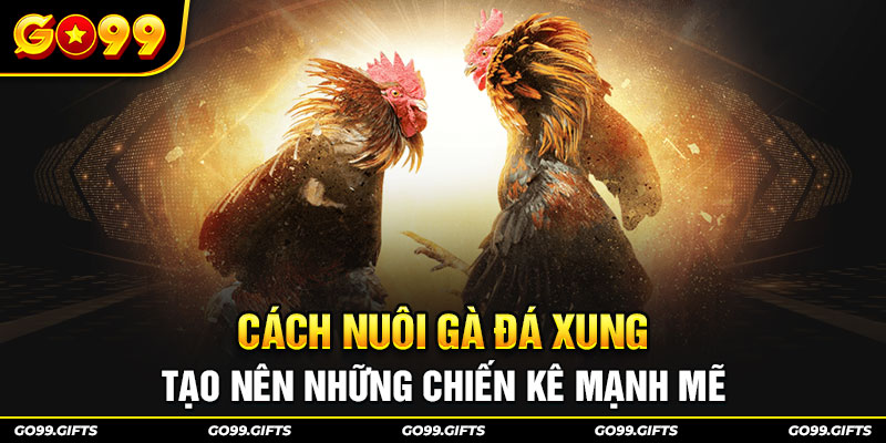 Cách nuôi gà đá xung tạo nên những chiến kê mạnh mẽ 