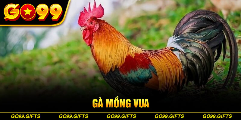 gà mồng vua