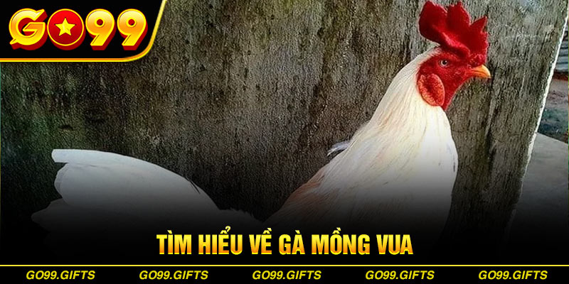 Tìm hiểu về gà mồng vua