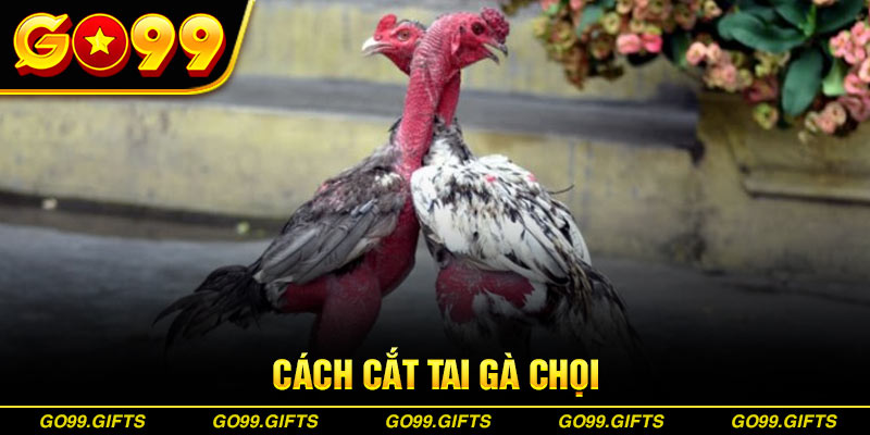 Cách cắt tai gà chọi