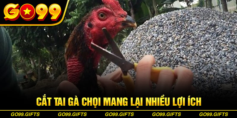 Cắt tai gà chọi mang lại nhiều lợi ích