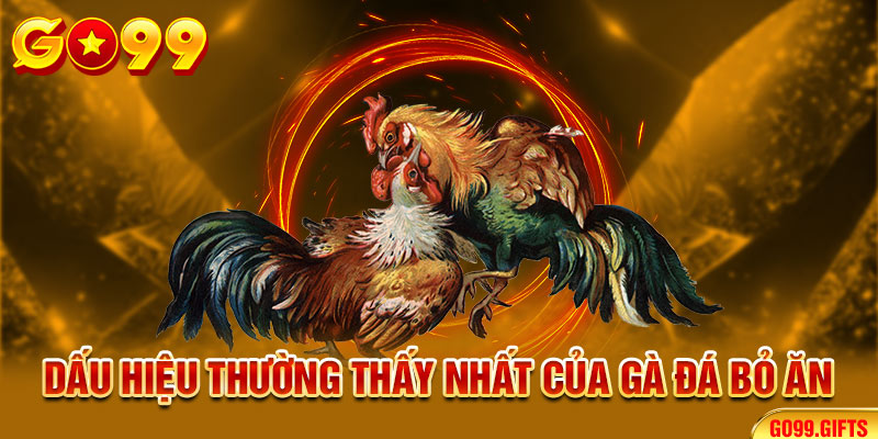 Dấu hiệu thường thấy nhất của gà đá bỏ ăn