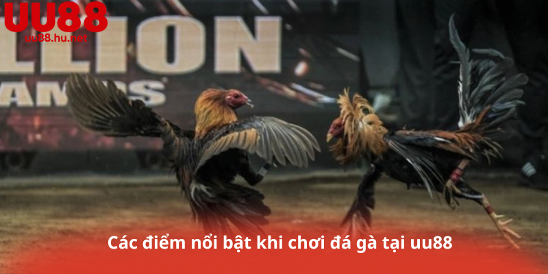Các điểm nổi bật khi chơi đá gà tại uu88