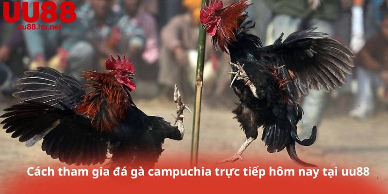 Cách tham gia đá gà campuchia trực tiếp hôm nay tại uu88