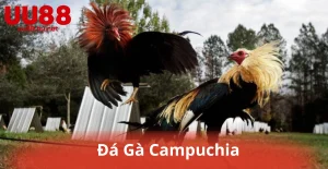 Đá Gà Campuchia