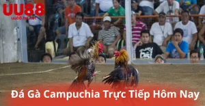 Đá Gà Campuchia Trực Tiếp Hôm Nay