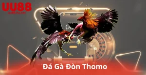 Đá Gà Đòn Thomo