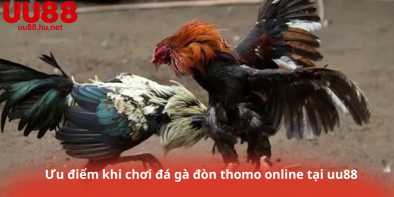Ưu điểm khi chơi đá gà đòn thomo online tại uu88